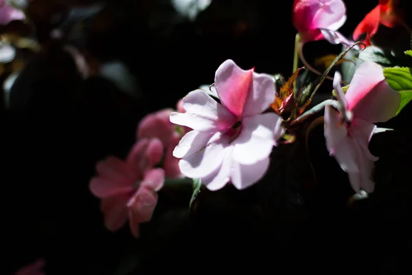 Flores Coloridas Jardim Botânico Jardim Rosas Ooty Tamilnadu Índia — Fotografia de Stock