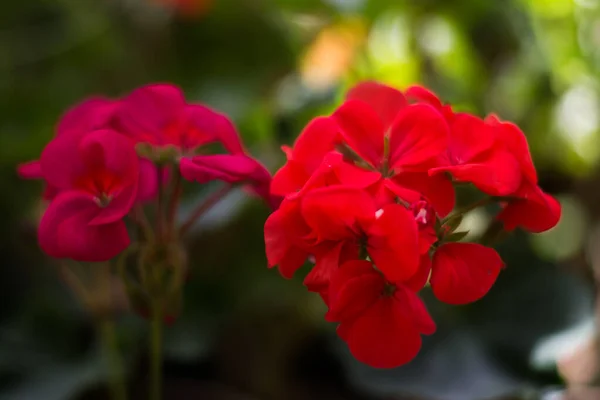 Ooty Tamilnadu India植物园和玫瑰园五彩缤纷的花朵 — 图库照片