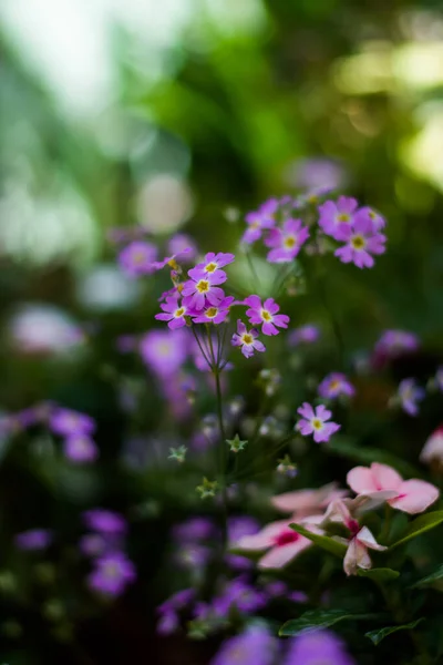 Πολύχρωμα Λουλούδια Του Βοτανικού Κήπου Και Κήπο Τριαντάφυλλο Της Ooty — Φωτογραφία Αρχείου