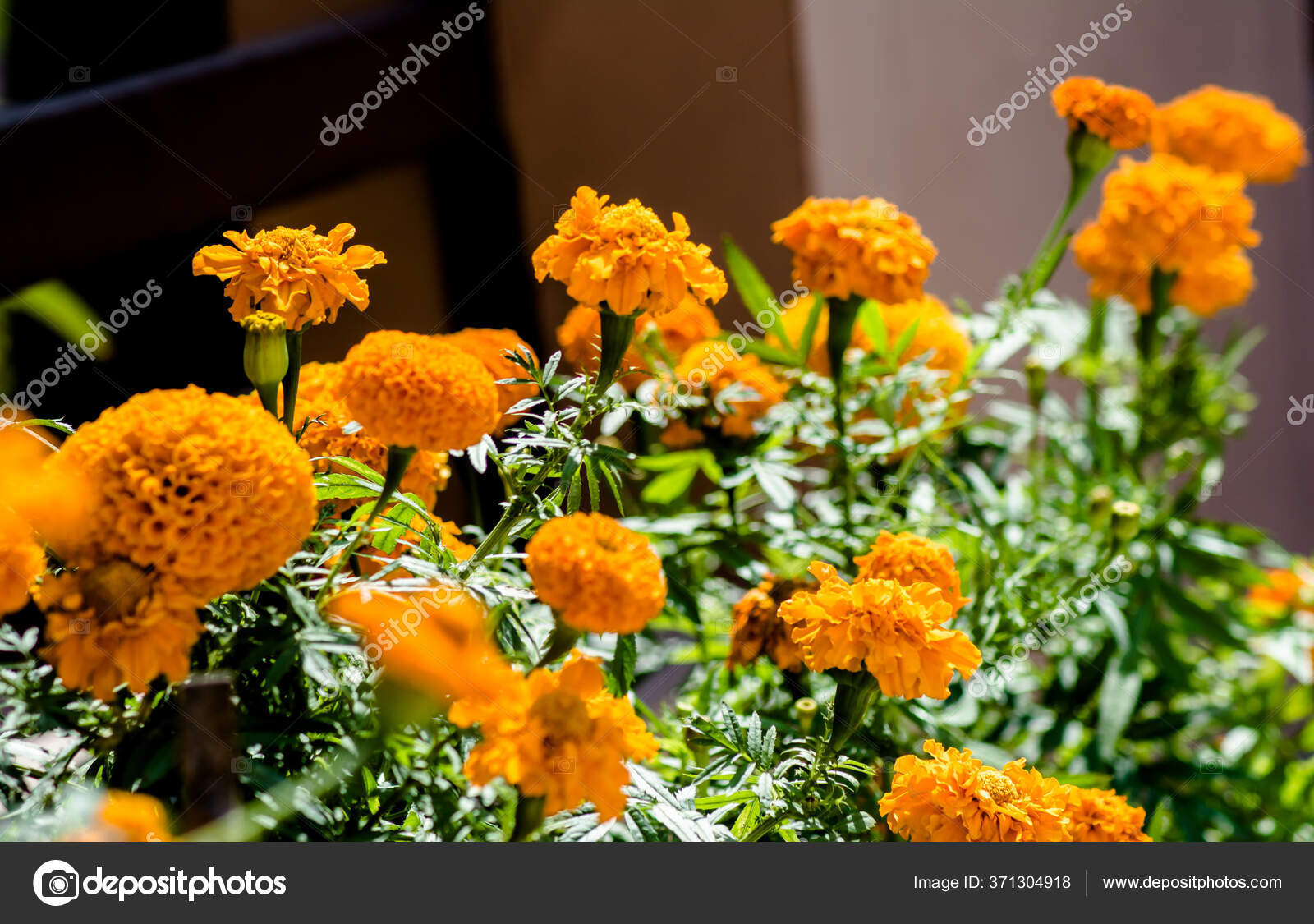21 Genda Phool Stock Photos Images Download Genda Phool Pictures On Depositphotos