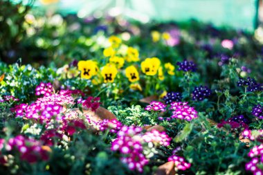 Botanik bahçesinin renkli çiçekleri ve Ooty Tamilnadu Hindistan 'ın gül bahçesi.