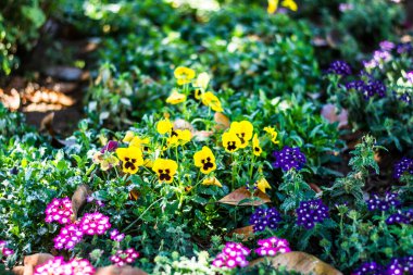 Botanik bahçesinin renkli çiçekleri ve Ooty Tamilnadu Hindistan 'ın gül bahçesi.