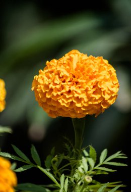 Sarı ve turuncu renkli güzel Marigold çiçekleri, genda phool