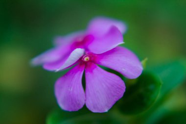 Madagaskar Periwinkle, Sadaabahaar çiçeği olarak da bilinir.