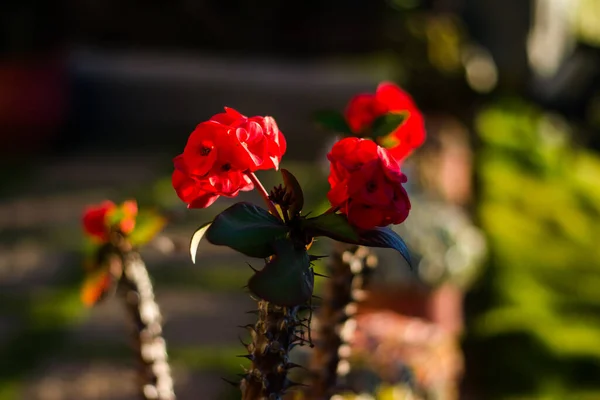 Красочные Цветы Ботанического Сада Розового Сада Ути Тамильнаду Индия — стоковое фото