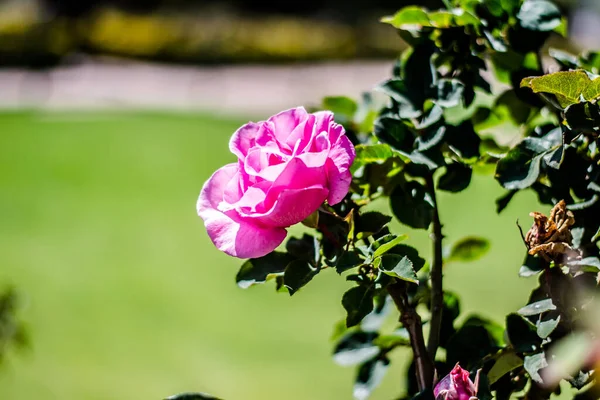 Rosa Colorida Jardim Botânico Jardim Rosas Ooty Tamilnadu — Fotografia de Stock