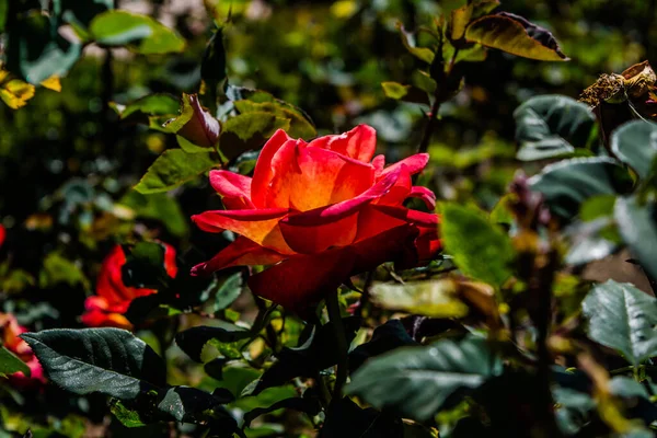 Rosa Colorida Jardim Botânico Jardim Rosas Ooty Tamilnadu — Fotografia de Stock