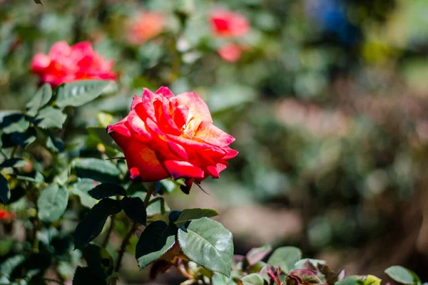 Rosa Colorida Jardim Botânico Jardim Rosas Ooty Tamilnadu — Fotografia de Stock