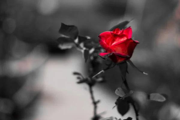 Rose Colorée Jardin Botanique Roseraie Ooty Tamilnadu — Photo