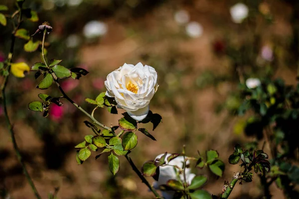 Rosa Colorida Jardim Botânico Jardim Rosas Ooty Tamilnadu — Fotografia de Stock