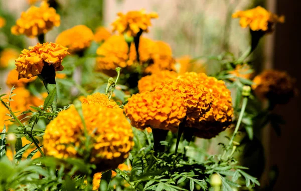 Bela Calêndula Flores Cor Amarela Laranja Genda Phool — Fotografia de Stock