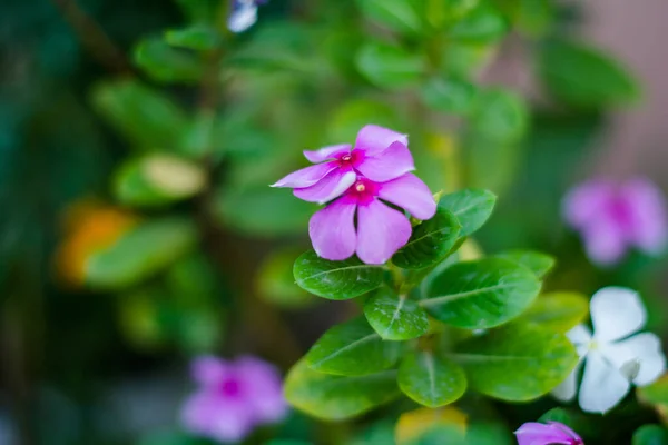 Madagascar Periwinkle También Conocida Como Flor Sadaabahaar —  Fotos de Stock