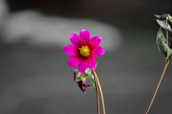 Flores Coloridas Jardín Botánico Jardín Rosas Ooty Tamilnadu India — Foto de Stock