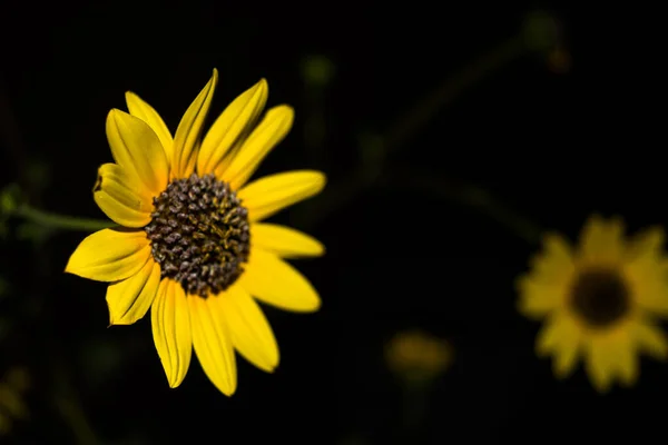 stock image Flower of sunflower,  closeup. Seeds and oil.