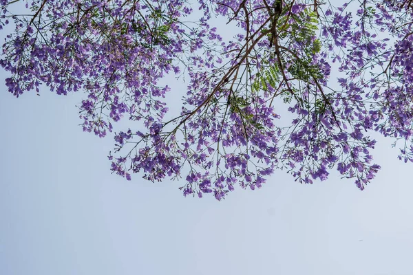 Purple Haze Jacaranda Árvore Flores Roxas Contra Céu Azul — Fotografia de Stock