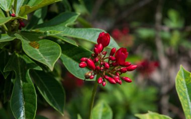 Botanik bahçesinin renkli çiçekleri ve Ooty Tamilnadu Hindistan 'ın gül bahçesi.