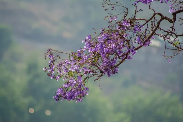 Purple Haze: Jacaranda tree purple flowers against blue sky