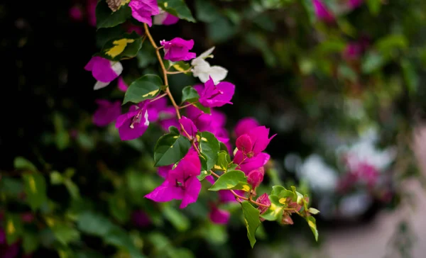 Fleurs Colorées Jardin Botanique Roseraie Ooty Tamilnadu Inde — Photo