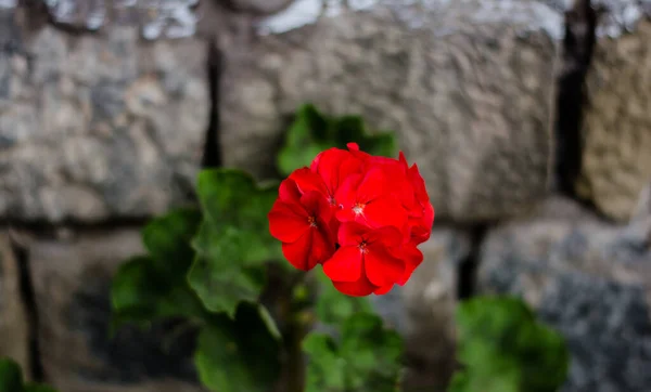 Fleurs Colorées Jardin Botanique Roseraie Ooty Tamilnadu Inde — Photo