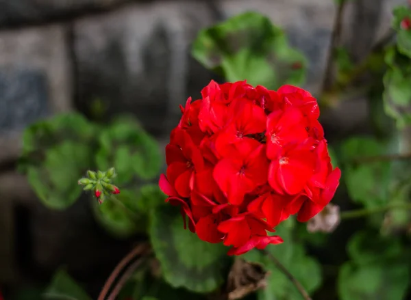 Colorful Flowers Botanical Garden Rose Garden Ooty Tamilnadu India — Stock Photo, Image