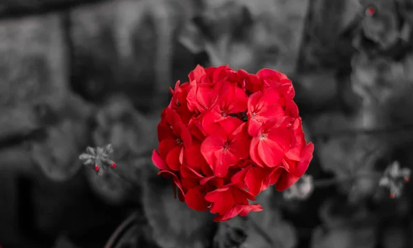 Fleurs Colorées Jardin Botanique Roseraie Ooty Tamilnadu Inde — Photo