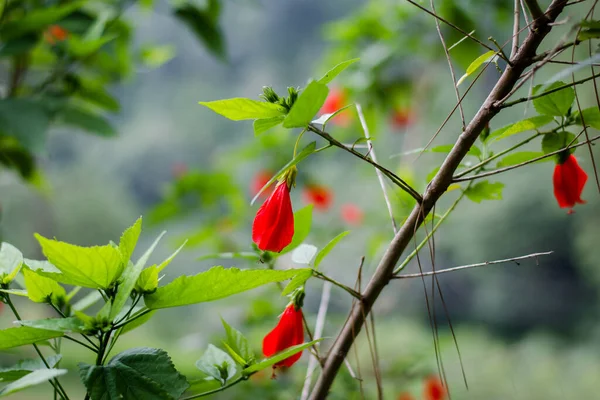 Kolorowe Kwiaty Ogrodu Botanicznego Różany Ogród Ooty Tamilnadu Indie — Zdjęcie stockowe
