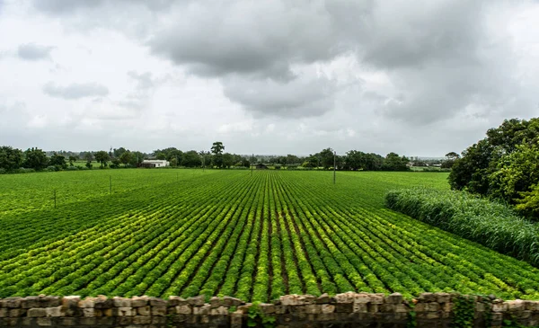 View of Green Farmland from running train in India