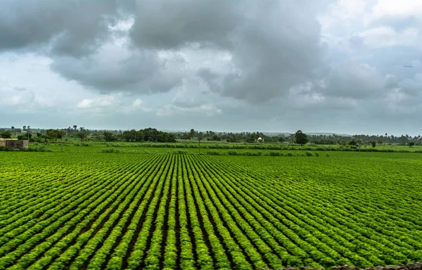Вид Green Farmland Поїзда Індії — стокове фото