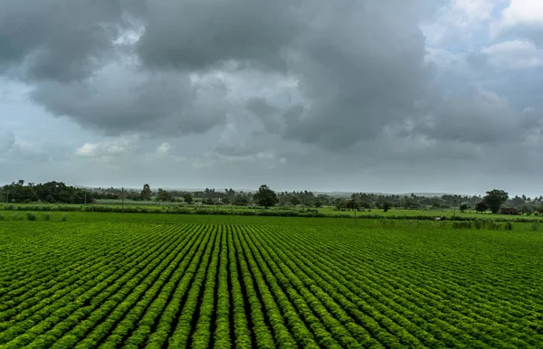 Widok Green Farmland Jazdy Pociągiem Indiach — Zdjęcie stockowe