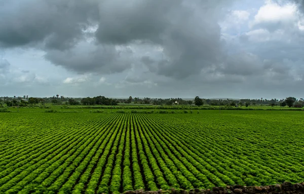 View of Green Farmland from running train in India