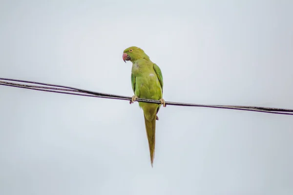 Papagaios Também Conhecidos Como Psitacídeos São Aves Aproximadamente 393 Espécies — Fotografia de Stock