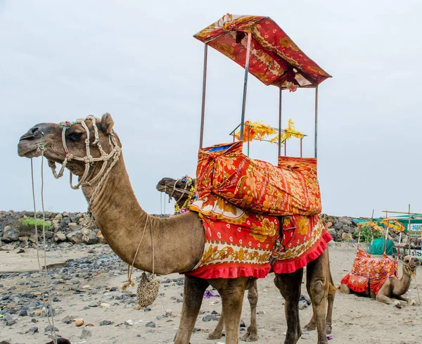 Camello Playa Mar Somnath Templo Somenath Gujarat India —  Fotos de Stock
