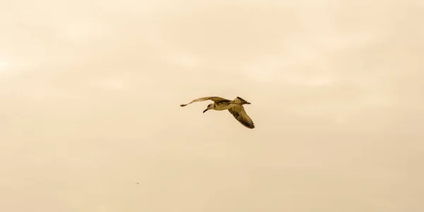 Beaux Oiseaux Volant Dans Ciel Milieu Mer Dwakra Gujarat — Photo