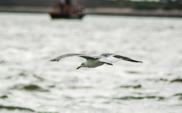 Hermosas Aves Volando Cielo Medio Del Mar Dwakra Gujarat —  Fotos de Stock