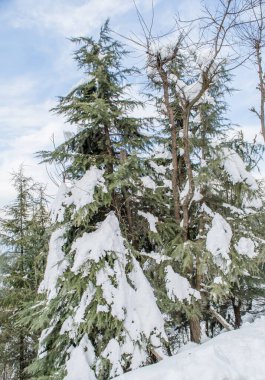 Himalaya 'nın Jammu dağlarında beyaz karla kaplı ağaçlar.