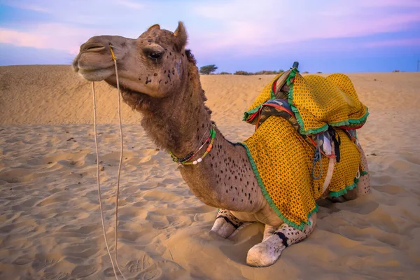 Deserto Jaisalmer Città Oro Fascino Ideale Gli Appassionati Viaggio Sam — Foto Stock