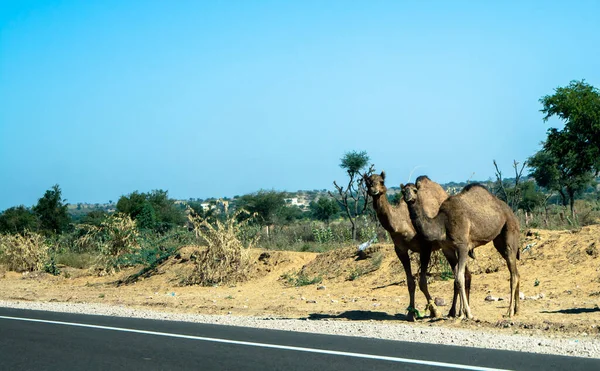 Autobahn Pfad Straße Der Wüste Von Rajasthan Indien — Stockfoto