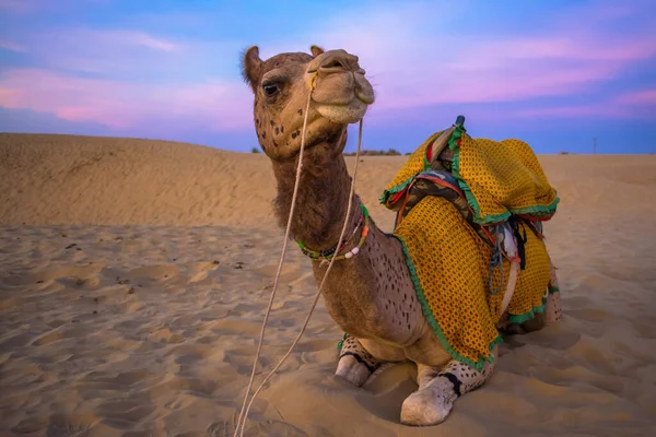 Solnedgång Utsikt Över Sam Sanddyner Jaisalmer Den Gyllene Staden Idealisk — Stockfoto