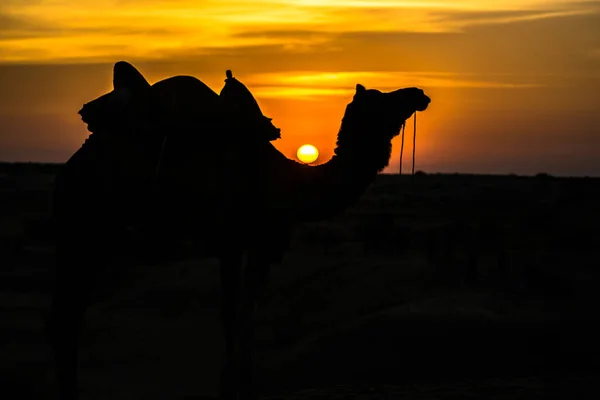 黄金の街 旅行愛好家のための理想的な魅力であるジャイサルマーのサム砂丘の夕日の景色 — ストック写真