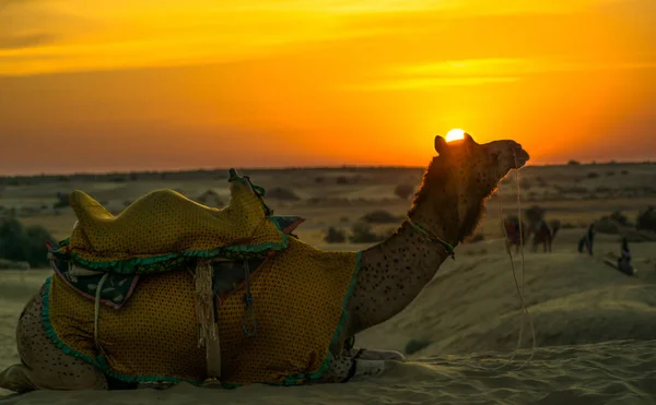 Coucher Soleil Sur Les Dunes Sable Sam Jaisalmer Ville Dorée — Photo