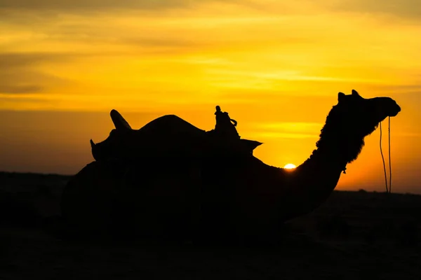 Naplemente Kilátás Sam Homokdűnék Jaisalmer Arany Város Ideális Csábító Utazás — Stock Fotó