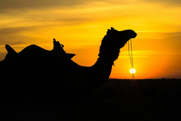 Sonnenuntergang Blick Auf Sam Sanddünen Von Jaisalmer Die Goldene Stadt — Stockfoto