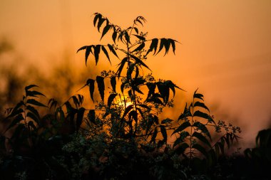 Neem Tree 'nin arkasındaki güneş. Azadirachta indica, yaygın olarak Neem, Nimtree veya Hint leylağı olarak bilinir..