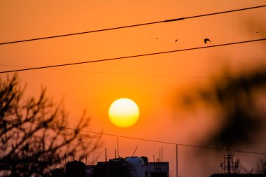 Neem Tree 'nin arkasındaki güneş. Azadirachta indica, yaygın olarak Neem, Nimtree veya Hint leylağı olarak bilinir..
