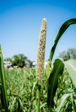 Hindistan 'ın Uttar Pradesh bölgesindeki inci değirmenleri. Ekin, Bajra olarak da bilinir.