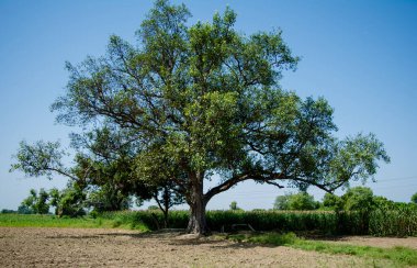 Mavi gökyüzünün altında, tarlada yapayalnız büyük bir ağaç.