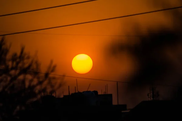 Солнце Нимдеревом Азадирахта Индийская Известная Ним Нимтри Индийская Сирень — стоковое фото
