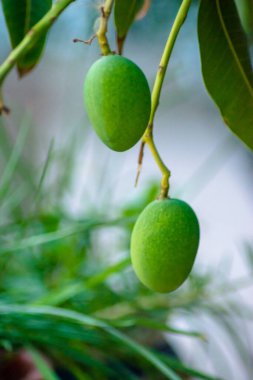 Mango ağacında asılı duran mangoların yakın çekimi, mango çiftliği. Mangifera indica.