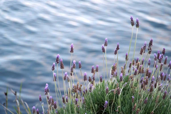 Lilac flowers near water. Scented lavender outdoors with the blue ocean on background. Field of purple flowers on a meadow. Natural horizontal landscape.