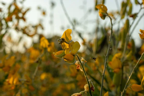 Cânhamo Sunn Cânhamo Indiano Crotalaria Juncea Campo Pummelo Uma Bela — Fotografia de Stock